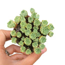 4 inch plant in plastic pot, a simple and lightweight option for displaying your choice of succulent or houseplant.