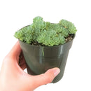 4 inch plant in plastic pot, a simple and lightweight option for displaying your choice of succulent or houseplant.