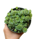 4 inch plant in plastic pot, a simple and lightweight option for displaying your choice of succulent or houseplant.