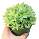 Window Haworthia - Haworthia retusa f. geraldii