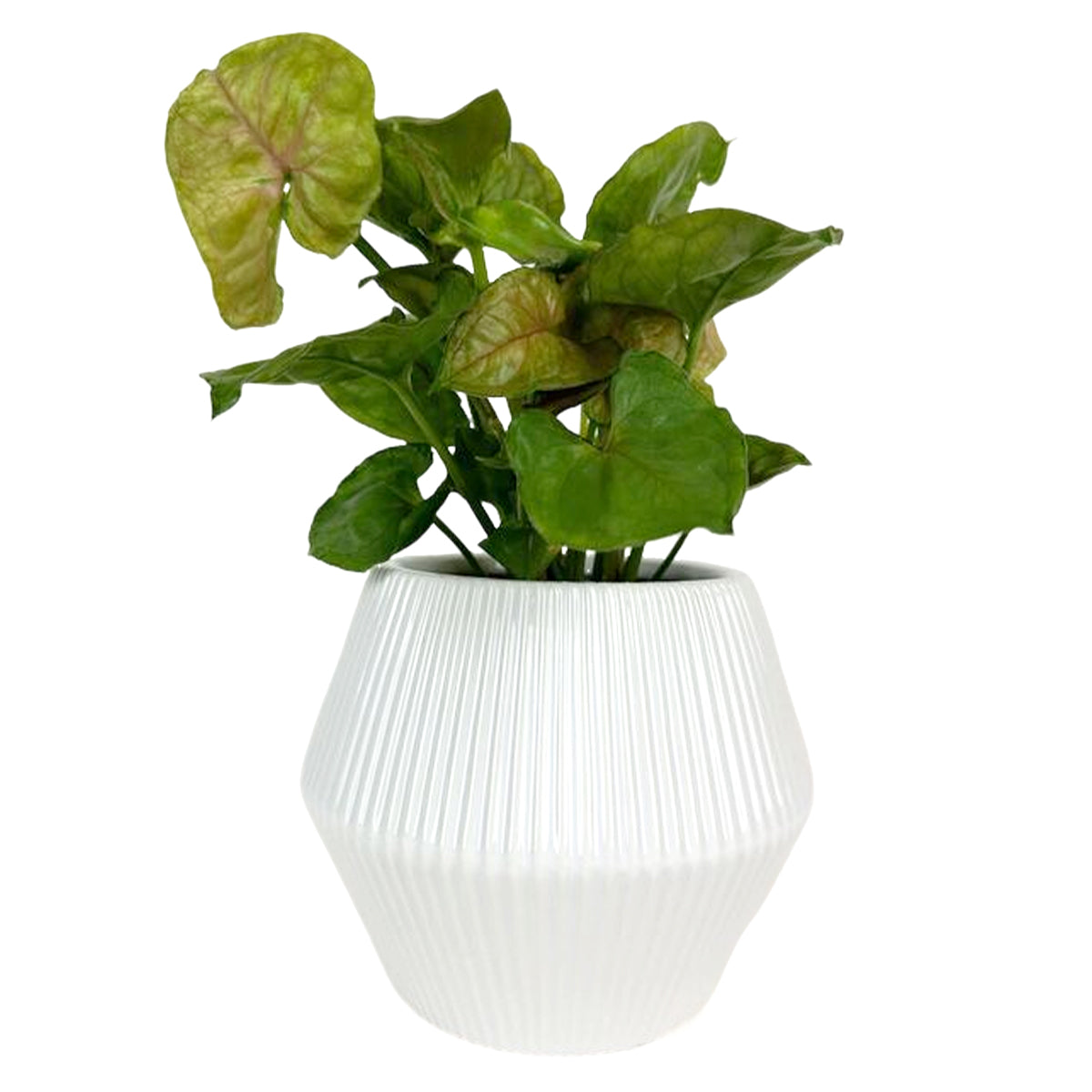 6 inch White Glazed Geometric Striped Ceramic Planter, 6 inch White ceramic pot, White Glazed Geometric Striped Ceramic Planter for indoor plants