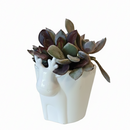 holiday gifts 2025, holiday gift ideas, holiday decoration, 4 inch succulent arrangement for sale, buy christmas gifts online