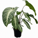 Xanthosoma lindenii Angel Wing Houseplant in 4 inch Grower Pot for sale, Rare Tropical Plants with White Veined Foliage, Arrowhead Shaped Leaves, Easy Care Aroids, Interior Design Plants