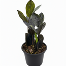 buy zz zamioculcas 'black queen' live plant nursery pot online, deep blackish-purple glossy leaflets, structural upright to arching growth form, air purifying low light tolerant tropical perennial, easy care for beginners and travelers, a sleek architectural accent for contemporary and moody interiors, a thoughtful and lasting gift for any plant lover