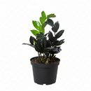 buy zz zamioculcas 'black queen' live plant nursery pot online, deep blackish-purple glossy leaflets, structural upright to arching growth form, air purifying low light tolerant tropical perennial, easy care for beginners and travelers, a sleek architectural accent for contemporary and moody interiors, a thoughtful and lasting gift for any plant lover
