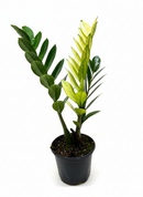 Buy Zamioculcas 'Chameleon' 6 inch online. Zamioculcas 'Chameleon' is an eye-catching houseplant with glossy foliage that transitions from bright chartreuse to deep green over time. It thrives in bright, indirect light and requires only occasional watering in well-draining soil. This resilient plant is a perfect addition to homes, offices, and modern interiors.