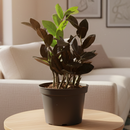 buy zz zamioculcas 'black queen' live plant nursery pot online, deep blackish-purple glossy leaflets, structural upright to arching growth form, air purifying low light tolerant tropical perennial, easy care for beginners and travelers, a sleek architectural accent for contemporary and moody interiors, a thoughtful and lasting gift for any plant lover
