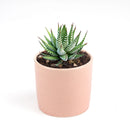 Haworthia Zebra - Haworthia fasciata Plant