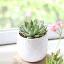 Echeveria Tippy Pink Succulent