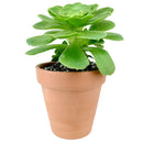 4 inch aeonium dinner plate live succulent for sale, large plate-shaped flat rosette with vivid light green fleshy leaves, ground-level spreading growth with dramatic symmetrical form, rare monocarpic succulent with eventual yellow bloom spike, cool-