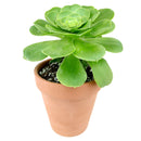4 inch aeonium dinner plate live succulent for sale, large plate-shaped flat rosette with vivid light green fleshy leaves, ground-level spreading growth with dramatic symmetrical form, rare monocarpic succulent with eventual yellow bloom spike, cool-