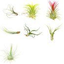 Unique 7-pack indoor plants no soil, Air plant variety pack for wedding favors, Buy Assorted air plant collection for beginners, 7 piece Tillandsia variety pack for sale online