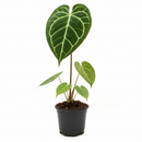 buy anthurium crystallinum live plant 2" pot online, deep green velvety cordate leaves with bold white crystalline veins and a luxurious matte finish, narrow self-heading epiphyte thriving in bright filtered light and high humidity, stunning as a floor plant or in a glass terrarium cabinet, a truly special and rare gift for devoted plant collectors