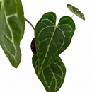 buy anthurium crystallinum live plant 2" pot online, deep green velvety cordate leaves with bold white crystalline veins and a luxurious matte finish, narrow self-heading epiphyte thriving in bright filtered light and high humidity, stunning as a floor plant or in a glass terrarium cabinet, a truly special and rare gift for devoted plant collectors