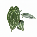 buy anthurium crystallinum live plant 2" pot online, deep green velvety cordate leaves with bold white crystalline veins and a luxurious matte finish, narrow self-heading epiphyte thriving in bright filtered light and high humidity, stunning as a floor plant or in a glass terrarium cabinet, a truly special and rare gift for devoted plant collectors