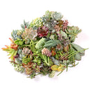 DIY Terrarium Kit, Wedding Favors, Party Favors, Succulent Gift, Fairy Garden Plants, Indoor Gardening