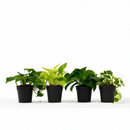 4 different, randomly selected Pothos varieties in 4-inch decorative pots, Randomly Selected Assorted Trailing Vines for kitchen decoration, air-purifying easy care houseplants for beginners
