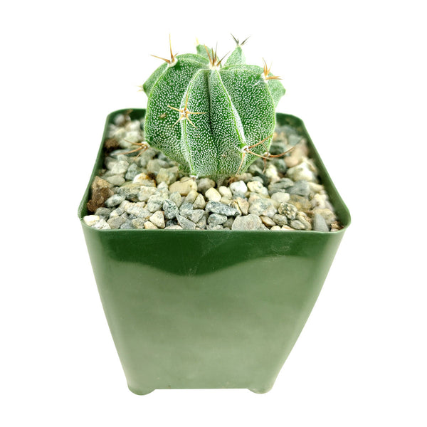 Astrophytum Ornatum Star Cactus | Unique Cactus Succulent Gift
