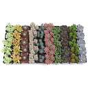 Bulk Assorted Succulents for sale, buy bulk succulents assortment online for events, large succulent order for event decoration plants, succulents bulk pack for florist and event planners, bulk succulents for classroom or workshop projects, bulk mixed succulents for propagation and growing