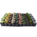 Bulk Assorted Succulents for sale, buy bulk succulents assortment online for events, large succulent order for event decoration plants, succulents bulk pack for florist and event planners, bulk succulents for classroom or workshop projects, bulk mixed succulents for propagation and growing