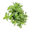 6 inch tradescantia albiflora 'variegata' live houseplant for sale, vibrant light green and cream variegated foliage, fleshy soft stems with trailing cascading form, bright easy-care grower perfect near east or west windows, distinctive luminous leaf striping with subtle sheen, elegant bohemian decor accent for kitchens and bathrooms, a wonderful living gift for any plant enthusiast