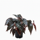 6" pot begonia 'black magic' live plant for sale, near-black glossy cane-type foliage, pebbled dotted leaf surface, compact upright habit, tropical humidity-loving indoor plant, elegant dark accent for modern home decor, striking gift for begonia enthusiasts and collectors