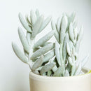 Senecio Cocoon Plant - Woolly Senecio
