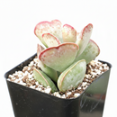 Calico Hearts Cotyledon Maculata - Adromischus triflorus