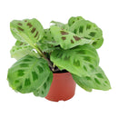 8" pot maranta green prayer plant live houseplant for sale, show-stopping mature plant with broad layered patterned leaves, distinctive dark splotch markings on light green background, rich silvery undersides with fine vein detail, wide trailing form perfect for hanging baskets, luxurious living room or office decor, exceptional gift for the plant enthusiast in your life