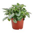 6" pot peperomia 'frost' live houseplant for sale, full plant view in nursery pot showing dense silver-frosted foliage with prominent dark green veins and rippled heart-shaped leaves, compact slow-growing tropical plant native to south america, non-toxic to cats dogs and humans, air-purifying properties make it ideal for home and office environments, an exceptional and enduring gift for any plant lover