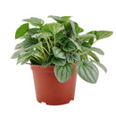 6" pot peperomia 'frost' live houseplant for sale, full plant view in nursery pot showing dense silver-frosted foliage with prominent dark green veins and rippled heart-shaped leaves, compact slow-growing tropical plant native to south america, non-toxic to cats dogs and humans, air-purifying properties make it ideal for home and office environments, an exceptional and enduring gift for any plant lover
