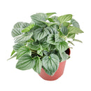 6" pot peperomia 'frost' live houseplant for sale, full plant view in nursery pot showing dense silver-frosted foliage with prominent dark green veins and rippled heart-shaped leaves, compact slow-growing tropical plant native to south america, non-toxic to cats dogs and humans, air-purifying properties make it ideal for home and office environments, an exceptional and enduring gift for any plant lover