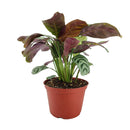 buy calathea burle marx live houseplant 4 inch online, young calathea burle marx with freshly unfurled fishbone-patterned leaves, oval leaf shape with smooth surface, non-toxic and air-purifying tropical species, thrives with consistent humidity and indirect light, beautiful basket or shelf plant for bohemian interiors, a perfect gift for plant beginners