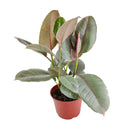 Ficus Elastica Ruby houseplant for sale, Buy Ficus Decora Ruby Pink online, Types of Colorful Foliage Indoor Plants, how to care for Ficus Plant