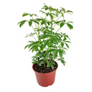 buy schefflera arboricola 'umbrella' live houseplant 6" pot online, richly textured glossy green leaflets in layered umbrella clusters, compact tropical evergreen with fast growth and easy pruning, adaptable to various indoor light conditions, air purifying and long-lived heirloom-quality houseplant, lush tropical accent for reading nooks or bright hallways, a meaningful and lasting gift for any occasion