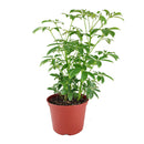 buy schefflera arboricola 'umbrella' live houseplant 6" pot online, richly textured glossy green leaflets in layered umbrella clusters, compact tropical evergreen with fast growth and easy pruning, adaptable to various indoor light conditions, air purifying and long-lived heirloom-quality houseplant, lush tropical accent for reading nooks or bright hallways, a meaningful and lasting gift for any occasion