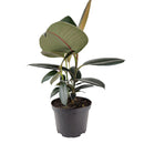 Ficus Decora Burgundy, Ficus Decora, Rubber plant, Rubber tree, burgundy houseplant, burgundy rubber tree, ficus burgundy, rubber plant care, Ficus Decora Burgundy care, Ficus Decora Burgundy near me
