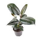 Ficus Decora Burgundy, Ficus Decora, Rubber plant, Rubber tree, burgundy houseplant, burgundy rubber tree, ficus burgundy, rubber plant care, Ficus Decora Burgundy care, Ficus Decora Burgundy near me, rubber plant for sale, Ficus Decora Burgundy for sale, Indoor Houseplant