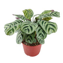 buy calathea burle marx live houseplant 4 inch online, young calathea burle marx with freshly unfurled fishbone-patterned leaves, oval leaf shape with smooth surface, non-toxic and air-purifying tropical species, thrives with consistent humidity and indirect light, beautiful basket or shelf plant for bohemian interiors, a perfect gift for plant beginners