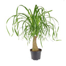 buy palm ponytail live houseplant 8" pot black eco pot online, spectacular mature succulent tree with a dense fountain of long dark green leaves and a prominent water-storing caudex, upright architectural form, thrives in direct or bright indirect light, drought tolerant and long-lived, an unforgettable floor plant gift for any home