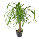 buy palm ponytail live houseplant 8" pot black eco pot online, spectacular mature succulent tree with a dense fountain of long dark green leaves and a prominent water-storing caudex, upright architectural form, thrives in direct or bright indirect light, drought tolerant and long-lived, an unforgettable floor plant gift for any home