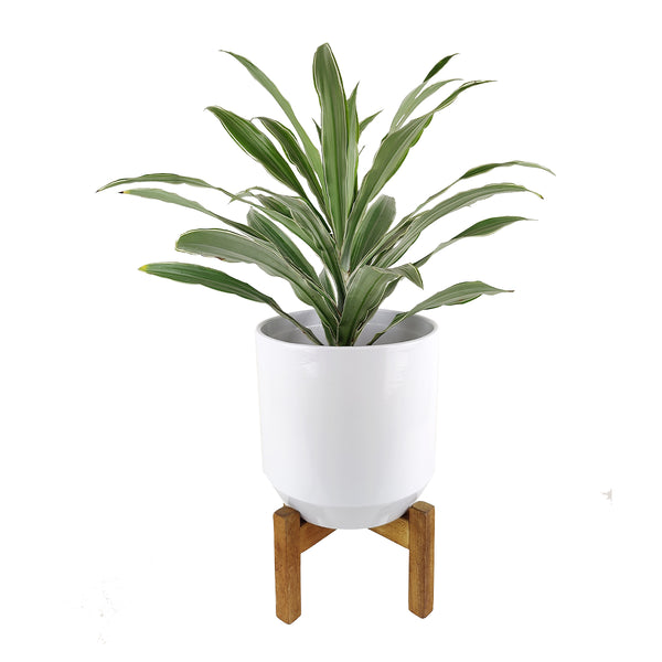 4 inch Solid White Ceramic Planter with Metal Stand - Pot with Stand by Succulents Box