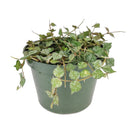 Hoya Curtisii, Curtisii Hoya, Hoya Curtisii plant, Hoya Curtisii for sale, Hoya Curtisii care, Hoya Curtisii houseplant, how to care for Hoya Curtisii , Hoya plants, houseplants, house plants, common houseplants, houseplants near me, houseplants for sale, buy Hoya Curtisii online