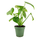 Monstera deliciosa, Swiss cheese plant, huge foliage houseplant, plant with leaf holes, split leaf plant, indoor houseplant for sale