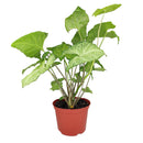 6 inch syngonium white butterfly live air plant for sale, lush pale cream and jade green variegated heart-shaped foliage with natural veining creating botanical elegance, rapidly spreading vine form that requires weekly rotation to prevent asymmetrical one-sided leaf growth, adapts remarkably to low-light artificial office environments lit by led screens and overhead panels, vulnerable to cold damage and browning from direct air conditioning vent and heater air exposure, beautiful tall plant display for liv