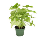 buy syngonium berry allusion live houseplant 4" pot online, bright arrowhead-shaped leaves in light green with bold pink veins, young bushy plant in grower pot ideal for shelves or hanging hooks, fast-growing air-purifying tropical vine, low maintenance and adaptable to various indoor light conditions, a stylish and meaningful gift for plant enthusiasts