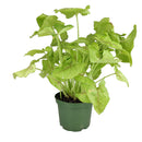 buy syngonium berry allusion live houseplant 4" pot online, bright arrowhead-shaped leaves in light green with bold pink veins, young bushy plant in grower pot ideal for shelves or hanging hooks, fast-growing air-purifying tropical vine, low maintenance and adaptable to various indoor light conditions, a stylish and meaningful gift for plant enthusiasts