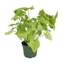buy syngonium berry allusion live houseplant 4" pot online, bright arrowhead-shaped leaves in light green with bold pink veins, young bushy plant in grower pot ideal for shelves or hanging hooks, fast-growing air-purifying tropical vine, low maintenance and adaptable to various indoor light conditions, a stylish and meaningful gift for plant enthusiasts
