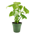 Monstera deliciosa, Swiss cheese plant, huge foliage houseplant, plant with leaf holes, split leaf plant, indoor houseplant for sale