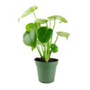 Monstera deliciosa, Swiss cheese plant, huge foliage houseplant, plant with leaf holes, split leaf plant, indoor houseplant for sale